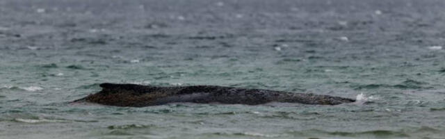 Тело кита Тимија извучено на обалу, следи обдукција