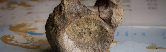 Najranije otkriće dinosaurusa na Antarktiku pronađeno u fioci