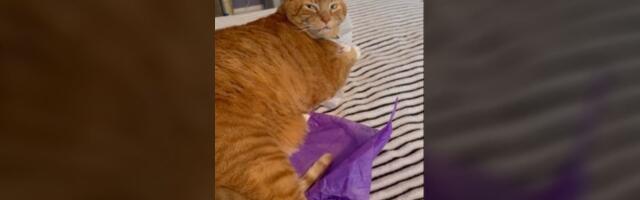 Gazdarica kinula, mačka "drži lekciju" (VIDEO)