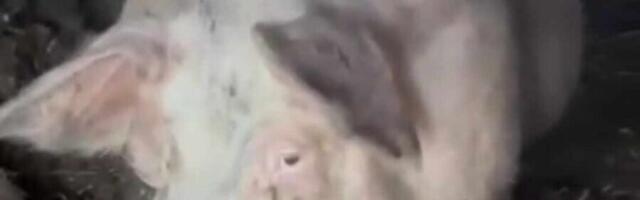 Niški zaštitari životinja u akciji spašavanja svinja koje vlasnik krvnički tuče motkom