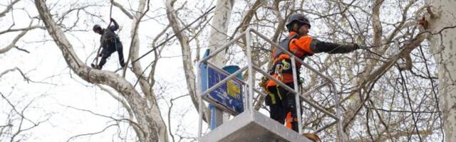 U TREBINjU POČELA KONTROLA STABALA PLATANA: Zaštita simbola grada