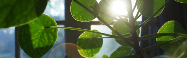 KINESKI NAUČNICI POMERAJU GRANICE: Izumljene biljke koje svetle u mraku