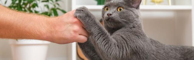 Mačka vas je ogrebala ili ujela? Evo zašto ne smete ignorisati glavobolju, konfuziju i smetnje sa vidom