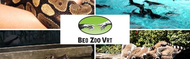 Devet decenija uspomena u srcu Beograda: Zoo vrt slavi 90. rođendan, a najmlađe čeka poseban poklon