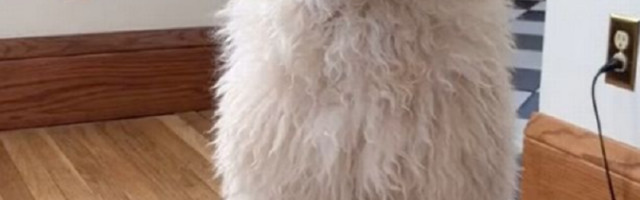 Vlasnica je bila uverena da uzela pogrešnog psa sa šišanja!