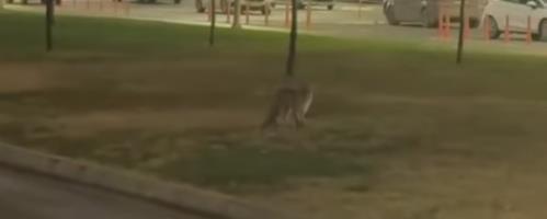 LISICA SE PROŠETALA DO TRŽNOG CENTRA: Nesvakidašnji prizor u Novom Sadu (VIDEO)