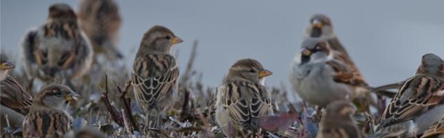 Uticaj pirotehnike – jedni slave, drugi stradaju: Ako vam je imalo stalo do životinja, ne bacajte petarde!
