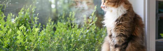 Fascinantno otkriće: U mozgu dementnih mačaka i ljudi sa Alchajmerovom bolešću postoji ISTI TOKSIČNI PROTEIN