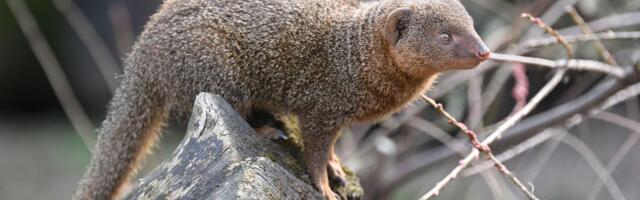 Mungosi haraju na OVOM jadranskom ostrvu! Postavljene zamke, ali se građani bune: "Spasili su nas od poskoka"