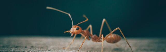 Više saobraćajnih nesreća u Nemačkoj zbog kvara semafora - koji su uzrokovali mravi