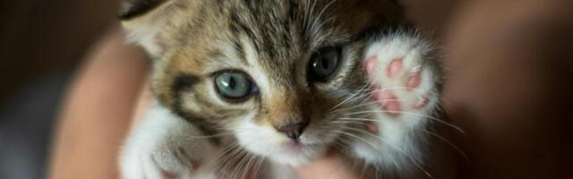 У хитним случајевима: белгијски град уводи „пропусницу за кућне љубимце”