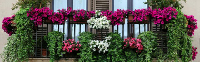 KAMERA SNIMILA NEZAPAMĆEN BEZOBRAZLUK U CENTRU TRSTENIKA: Žena sa terase prosula punu kantu OVE tečnosti! (VIDEO)