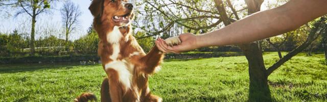 10 grešaka koje pravite u dresuri pasa