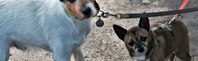 OTKUCAO JE POLICIJSKI ČAS, A PAS NIJE PROŠETAN? Evo kako pomoći ljubimcu, a ne prekršiti pravilo izlaska! (Video)
