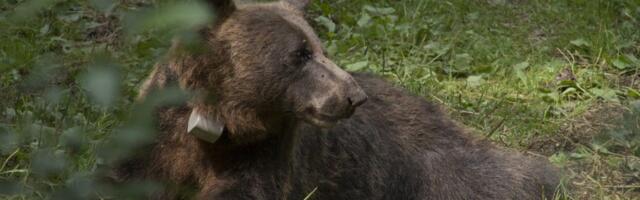 Na Sretenje svi čekamo medveda: Evo i zašto