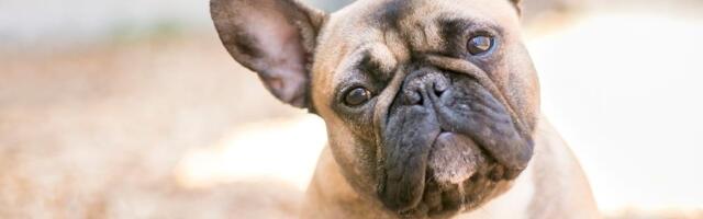 BULDOG PROGUTAO 55 KOMADA KREK KOKAINA: Pas upao u apstinencijsku krizu, vlasnica uhapšena