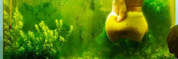 Alge – najveći neprijatelj akvarijuma