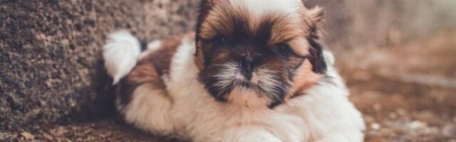 PRAVI DRUGARI! Pas i OVA ŽIVOTINJA su pokazali SUŠTINU PRIJATELJSTVA!