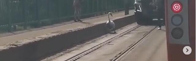 Labud izazvao kolaps u saobraćaju (VIDEO)