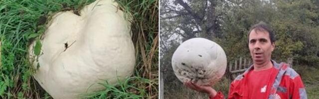 Bar tri puta je veća od ljudske glave – Sabahudin našao gromadu od pečurke: Vjeruje se da je “zlata vrijedna”