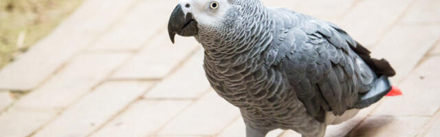 Izgubljeni papagaj rekao svoje ime i adresu i pomogao policiji da ga vrate kući