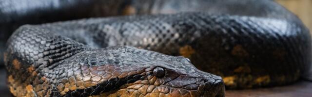 Fosil star 12 miliona godina otkrio nešto neverovatno o ovim džinovskim stvorenjima