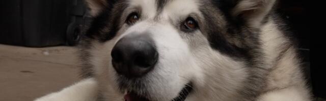 Životinjske priče u 2025: Džinovski pas, najviši magarac i emu koji je stigao poštom