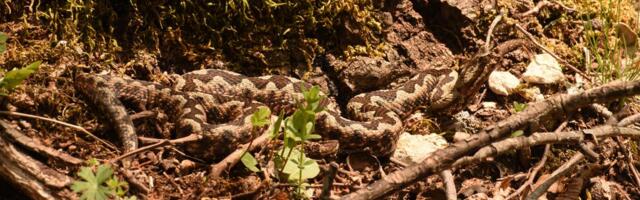 Zavlače se u podrume i dvorišta, a napadaju iznenada! Nova "prolećna pretnja" vlada na sve strane, kreće najezda! Evo o čemu je tačno reč i kako da se ponašate