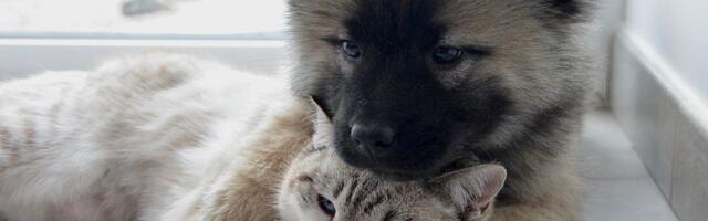 Zašto je pravilna hidratacija ključna za zdravlje ljubimaca?