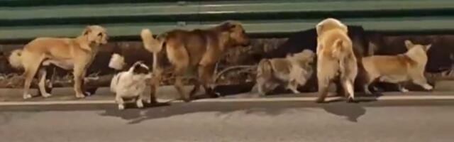 Sedam pasa pobeglo od trgovaca mesom i prešlo 17 kilometara da bi se vratilo kući: Ovaj snimak slama srce