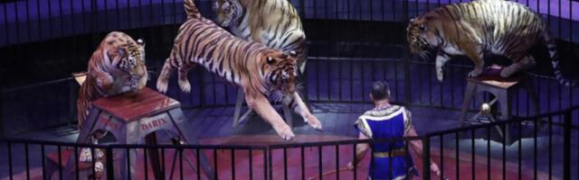 Тигар искочио из арене у циркусу у Ростову