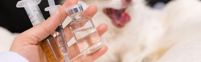 Snimak koji i najjači ne žele da gledaju: Gas, strah, patnja i bol, a ko sve preživi, pa... živeo je dovoljno