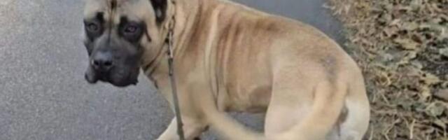 Novosađanin nudi 500 evra za informaciju o nestalom ljubimcu: Ovo su detalji