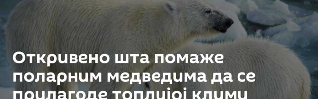 Откривено шта помаже поларним медведима да се прилагоде топлијој клими