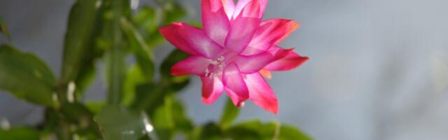 Božićni kaktus neće da cveta? Dodajte mu ovo i gledajte kako puca od cvetova