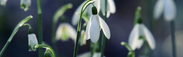 Šta znači ako pre kraja februara ugledate visibabe: Bašte su ih pune, a evo šta nam se sprema