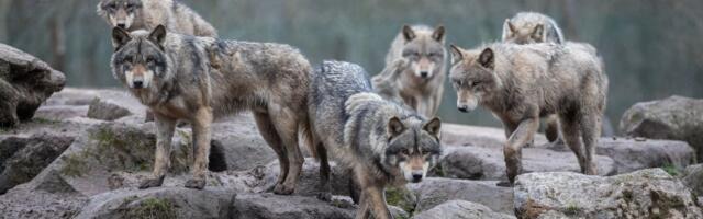 Apokalipsa u Koloradu: Uginula većina vukova iz programa obnove vrste, čak ih i vlast odstreljuje!