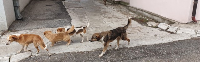 Sprovedena akcija hvatanja pasa lutalica u Prijepolju