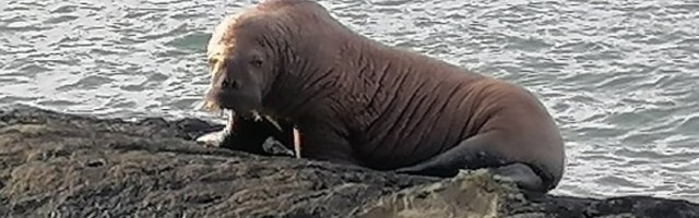 Životinje počinju da beže sa Arktika: Bio je veliki kao bik, satima je ležao (FOTO)