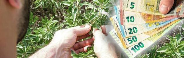 Srbi ovo masovno sade i prodaju, zarade i preko 5.000 evra! Ovo su najisplativije biljne kulture, a ulaganja - minimalna!