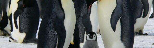 Pingvini prose partnera kamenčićem: Najromantičniji gest u životinjskom svetu