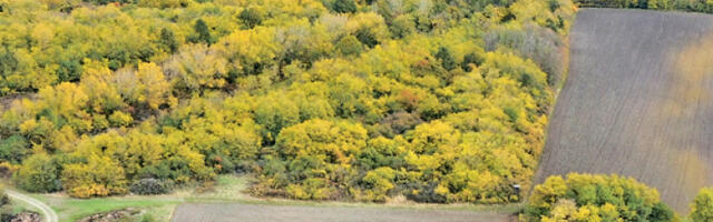 Славујев луг – шума коју су сачували љубитељи птица