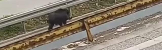 Divlja svinja napala devojku na Novom Beogradu