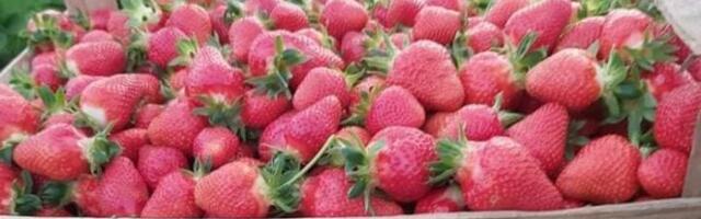 JAGODE I TREŠNJE SE PRETVORILE U TRULEŽ Zbog obilnih padavina voćari se hvataju za glavu, a jedno ih posebno brine