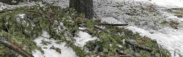 Hiljade domova u Jablaničkom okrugu bez struje, osim u Crnoj Travi