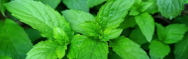 Posadite ovu biljku i stavite je u kuhinju, privlači PARE i pomaže kod raznih bolesti