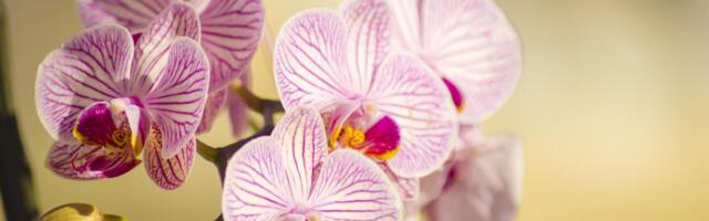 Orhideja može da cveta i zimi: Evo šta da uradite da to postignete!