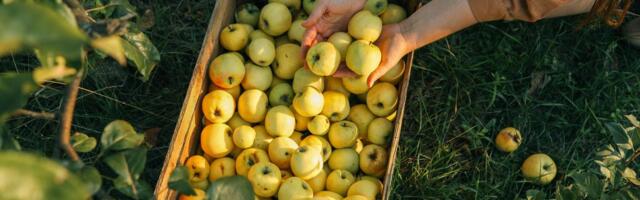 Otvoren novi IPARD poziv za sektor voćarstva, rok za prijavu 31. decembar