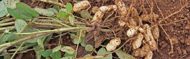 Srbi obožavaju da ga grickaju, a mogu masno i da zarade od njega: Uspeva u Srbiji, odličan za početni biznis!