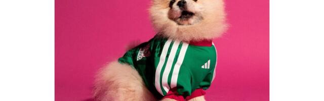Fudbalska euforija stiže i do ljubimaca: Adidas lansirao pseće dresove